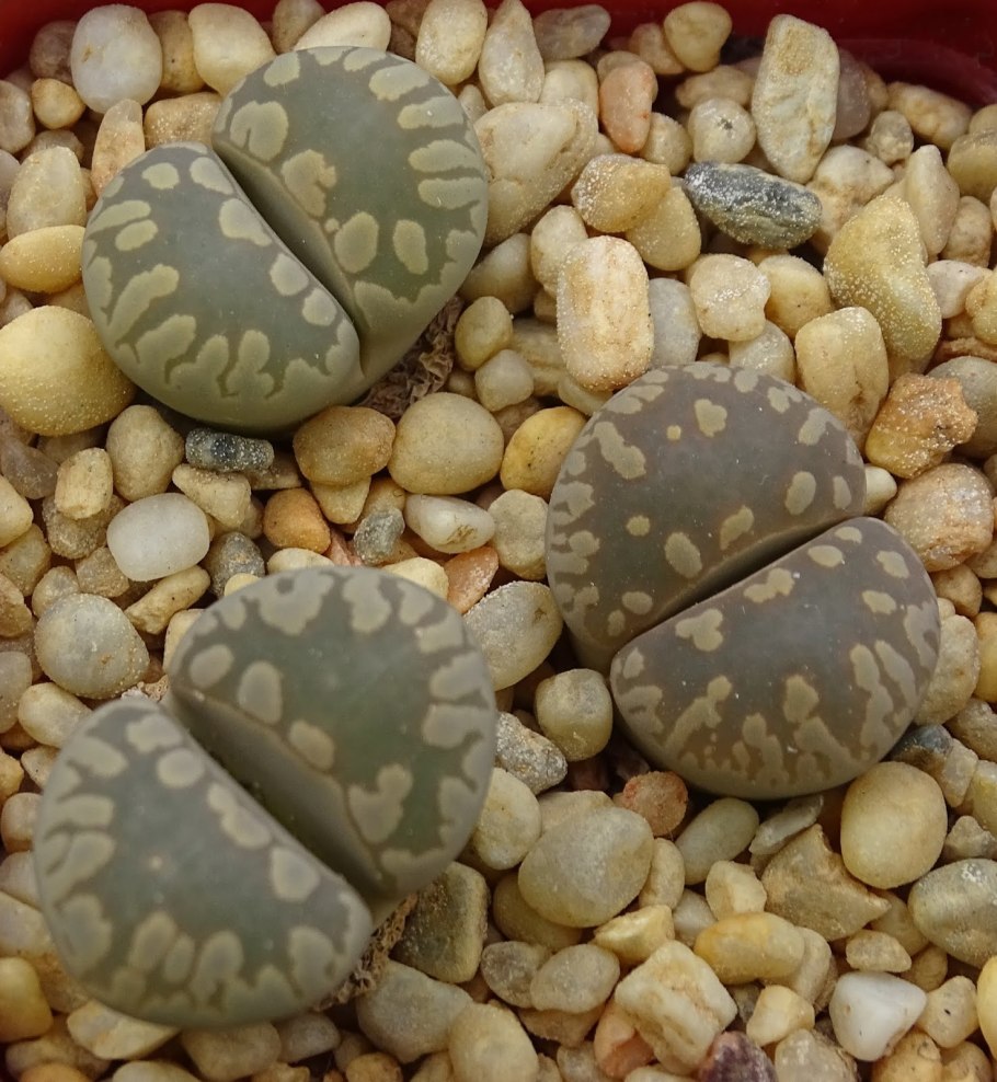 Литопс Джезин