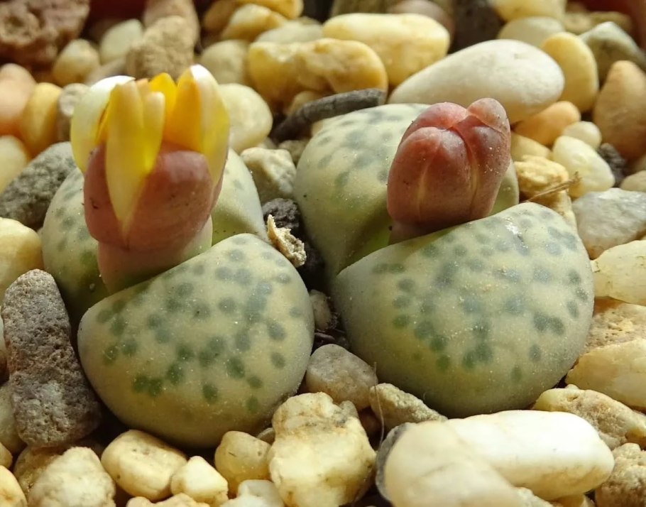 Lithops fulviceps