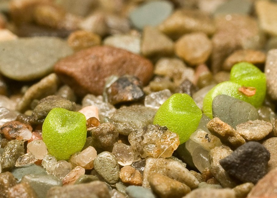 Литопс живые камни