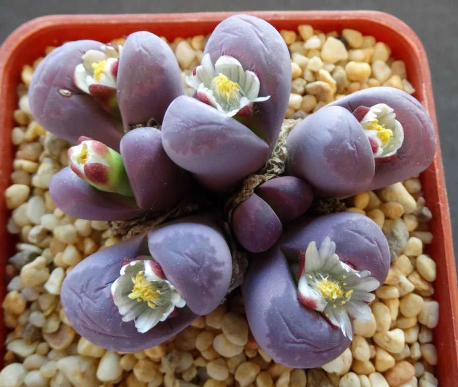 Литопс кеглевидный