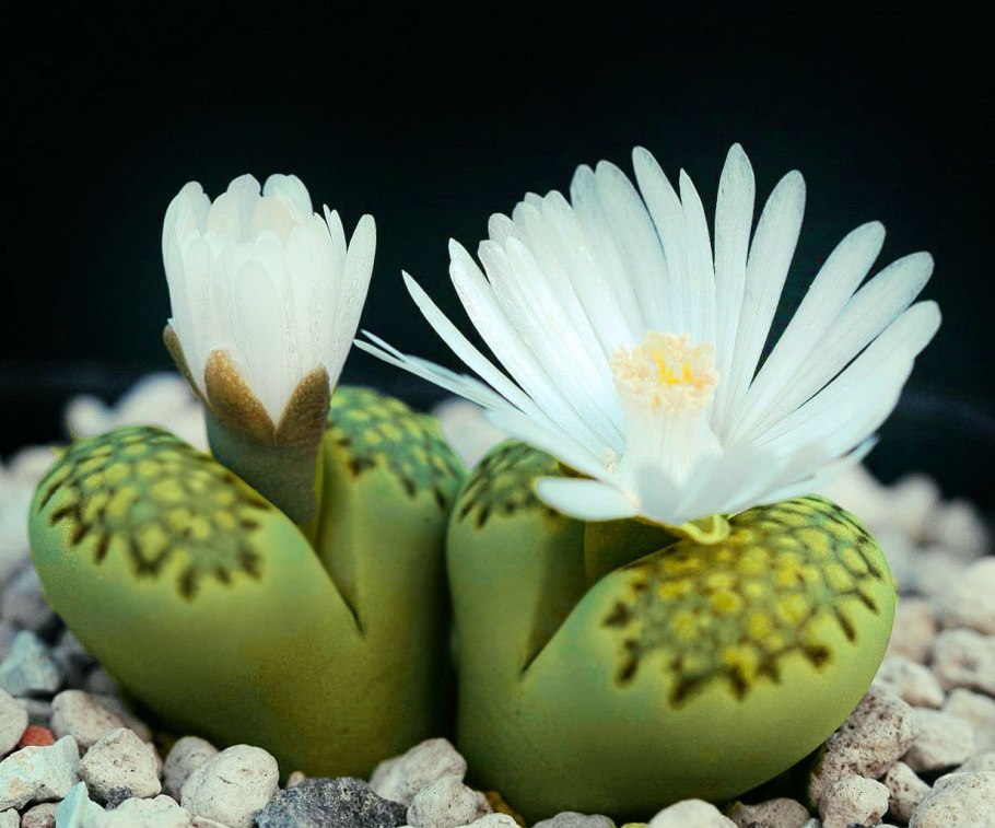 Литопсы зеленые