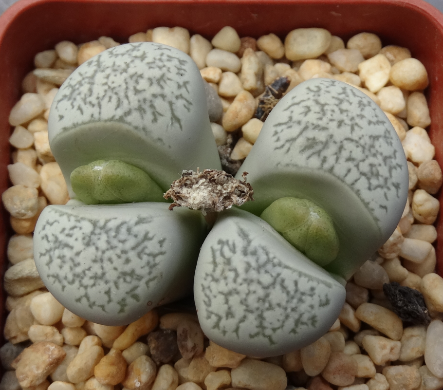 Литопс кеглевидный