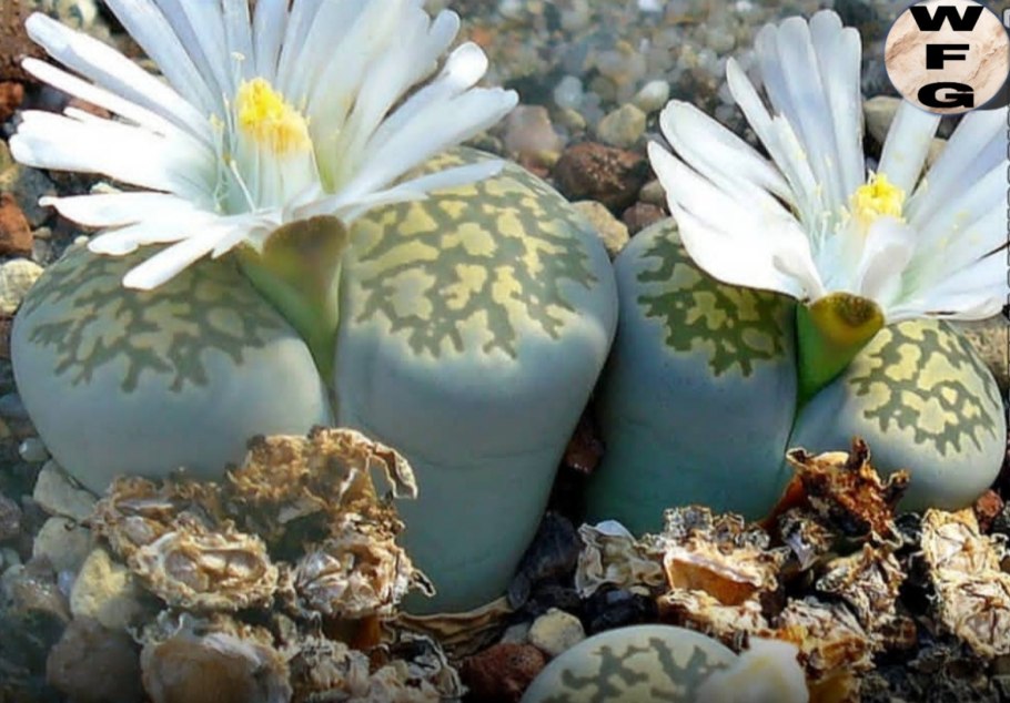 Литопс живые камни