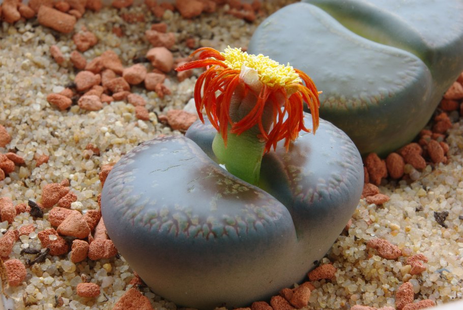 Литопс кеглевидный