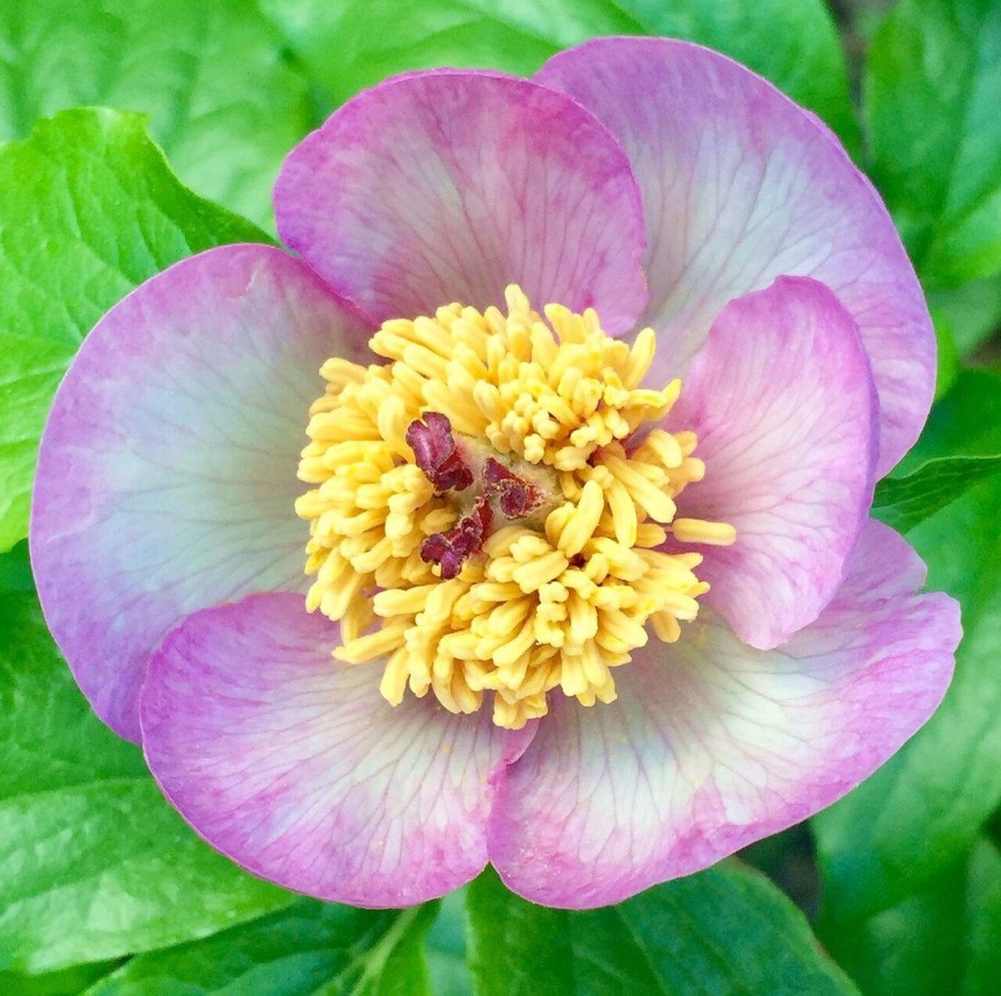 Пион немахровый малиновый