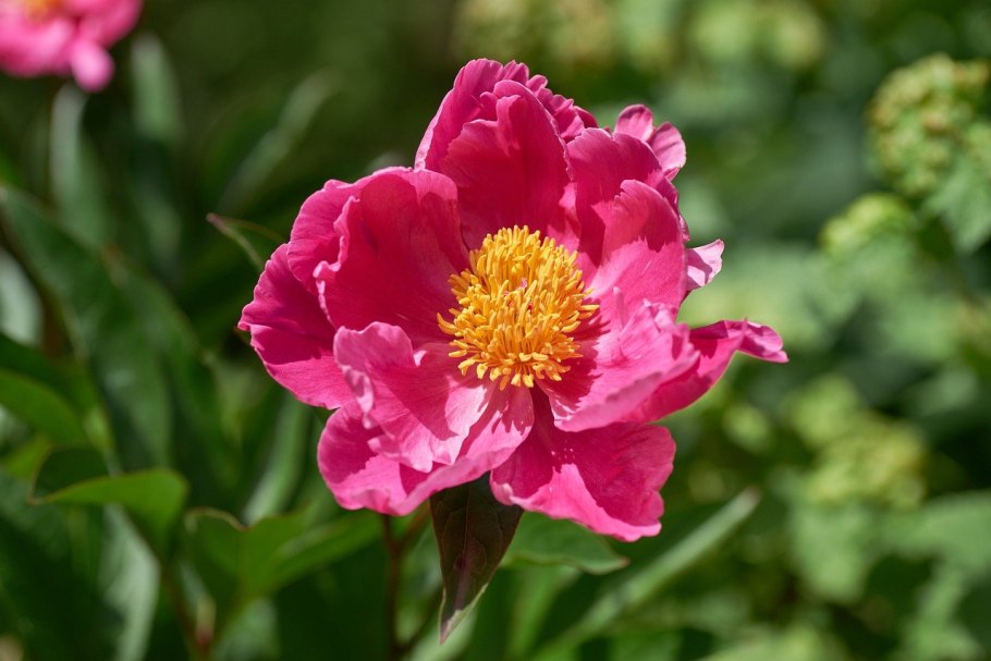 Пион Pink Double Dandy