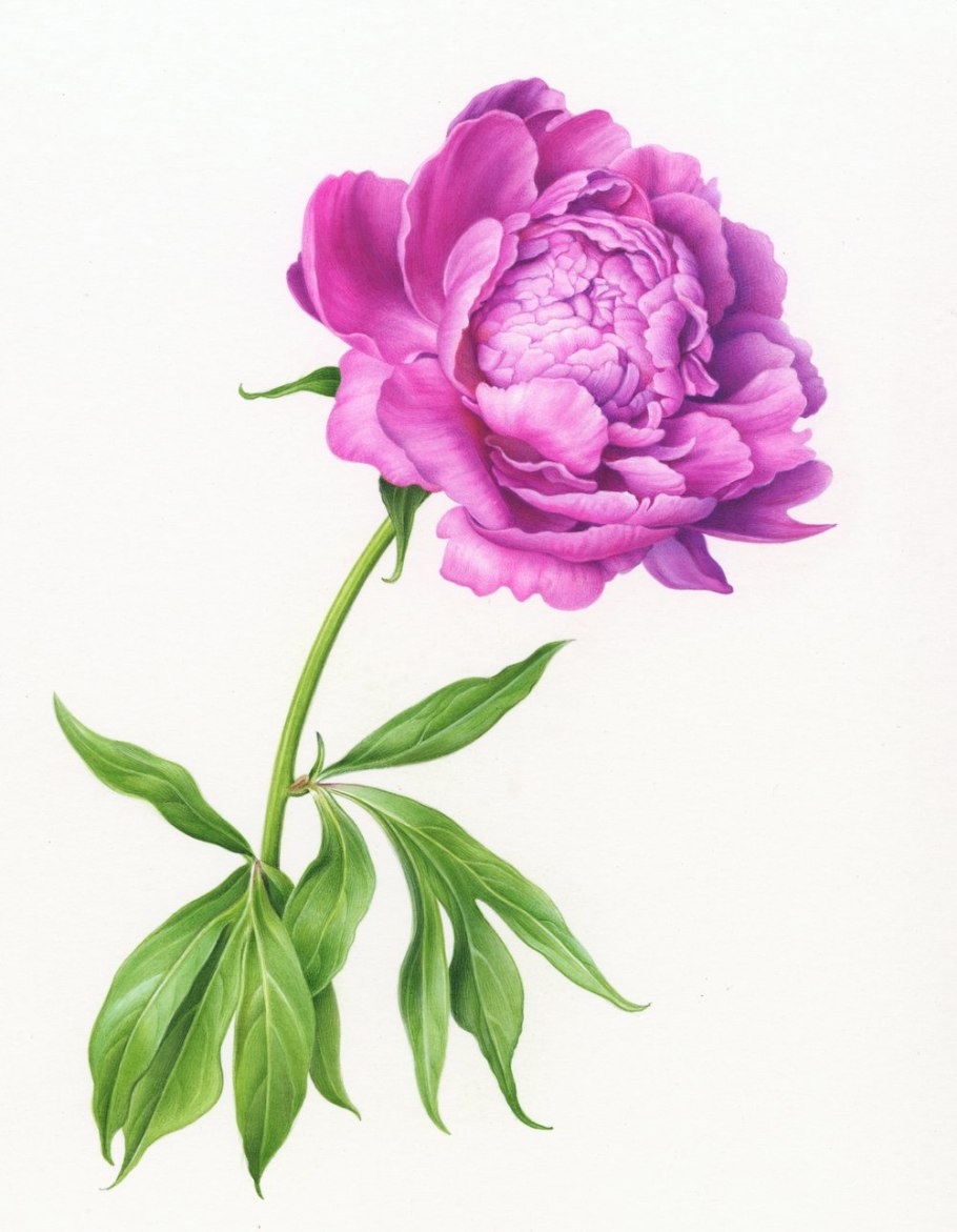 Пион ВФ Тернер