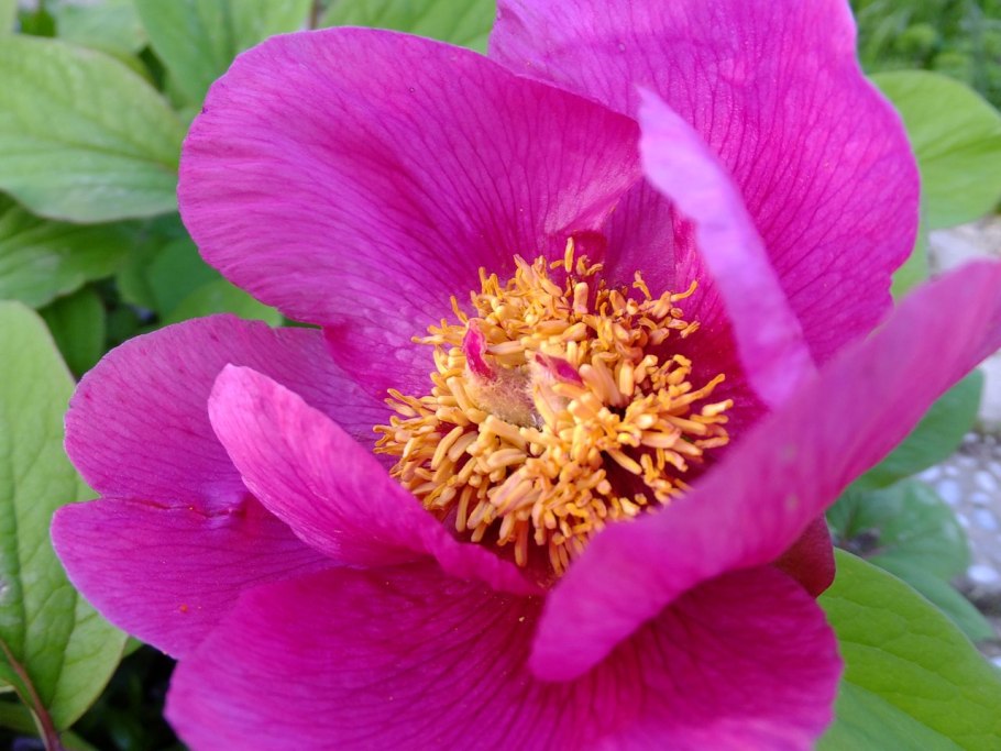 Цветок Крымский пион