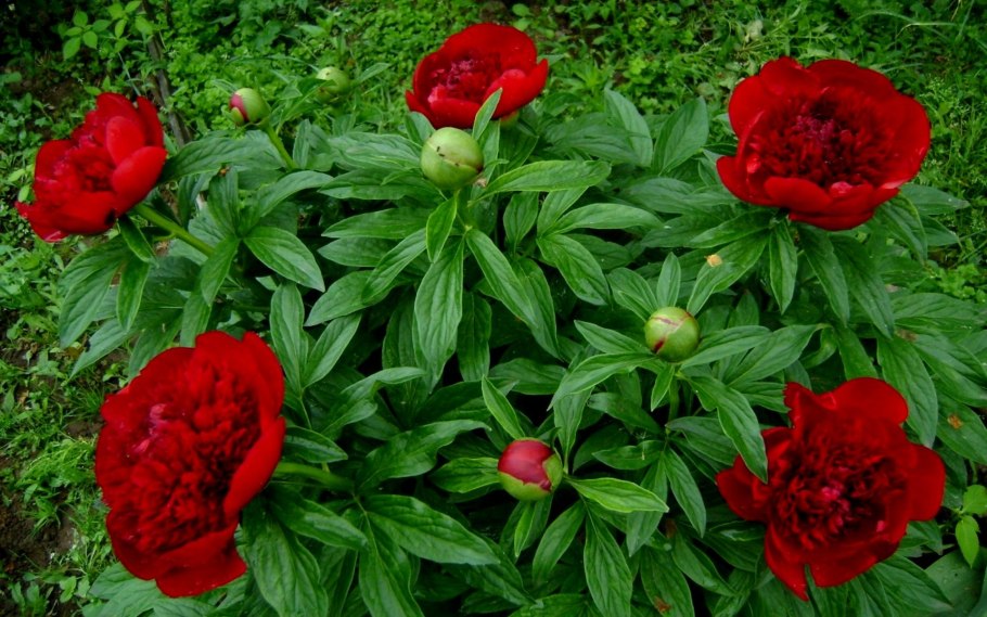 Пион лекарственный rosea Plena