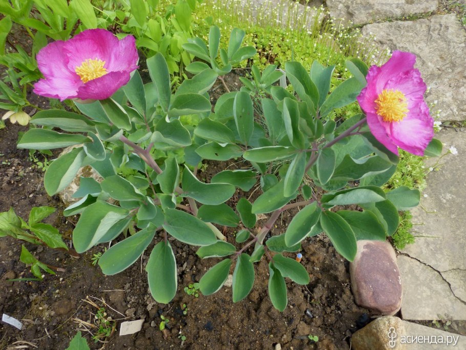 Пионы первое цветение