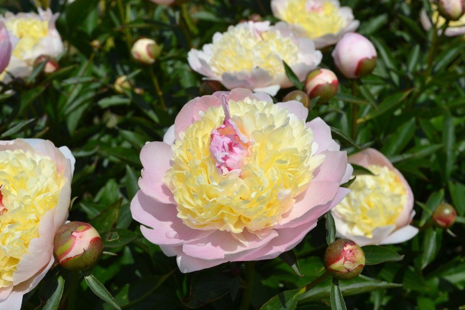 Пион травянистый голубая Жемчужина