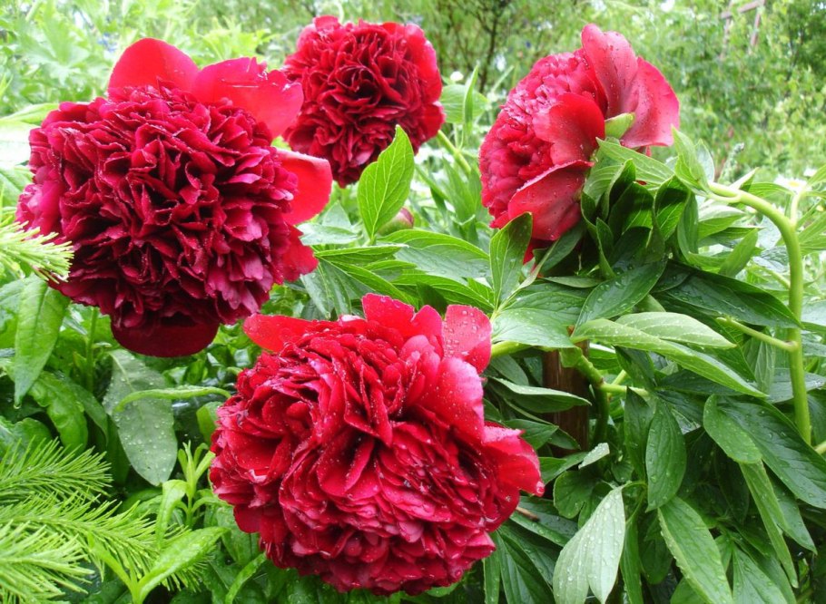 Пион Сьюзи Кью