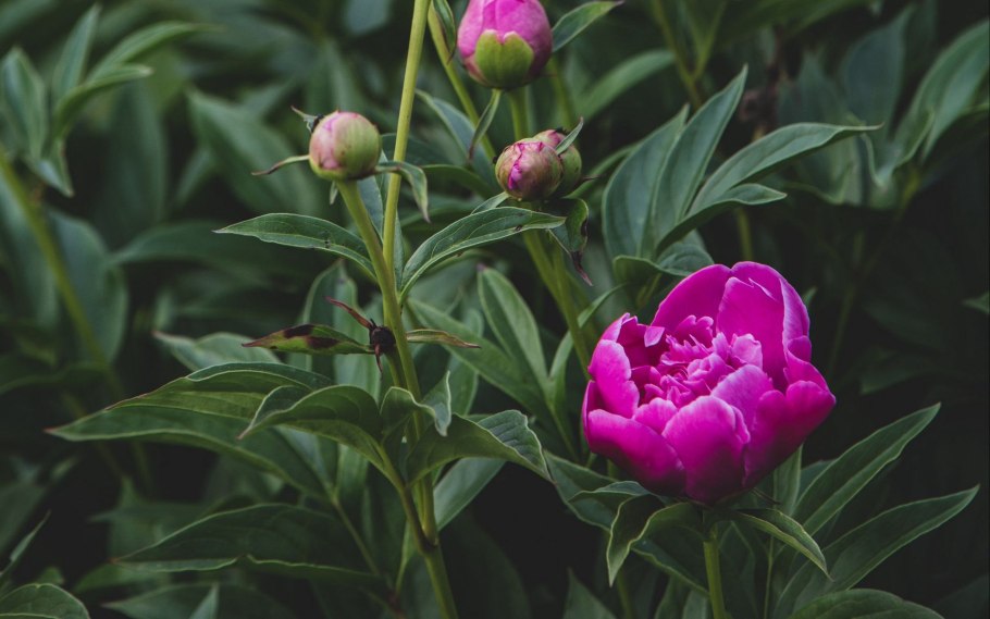 Пион Харвест