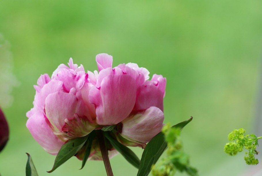 Пион rosea Plena