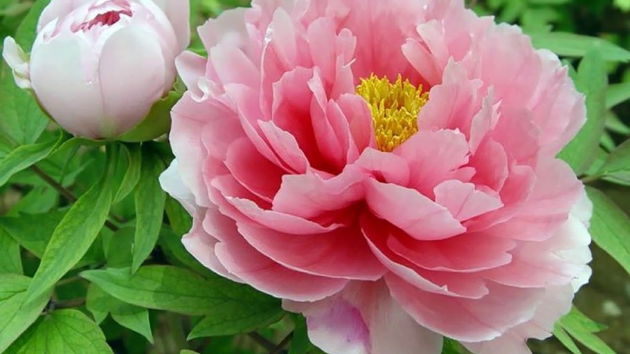 Пион Гейл пари