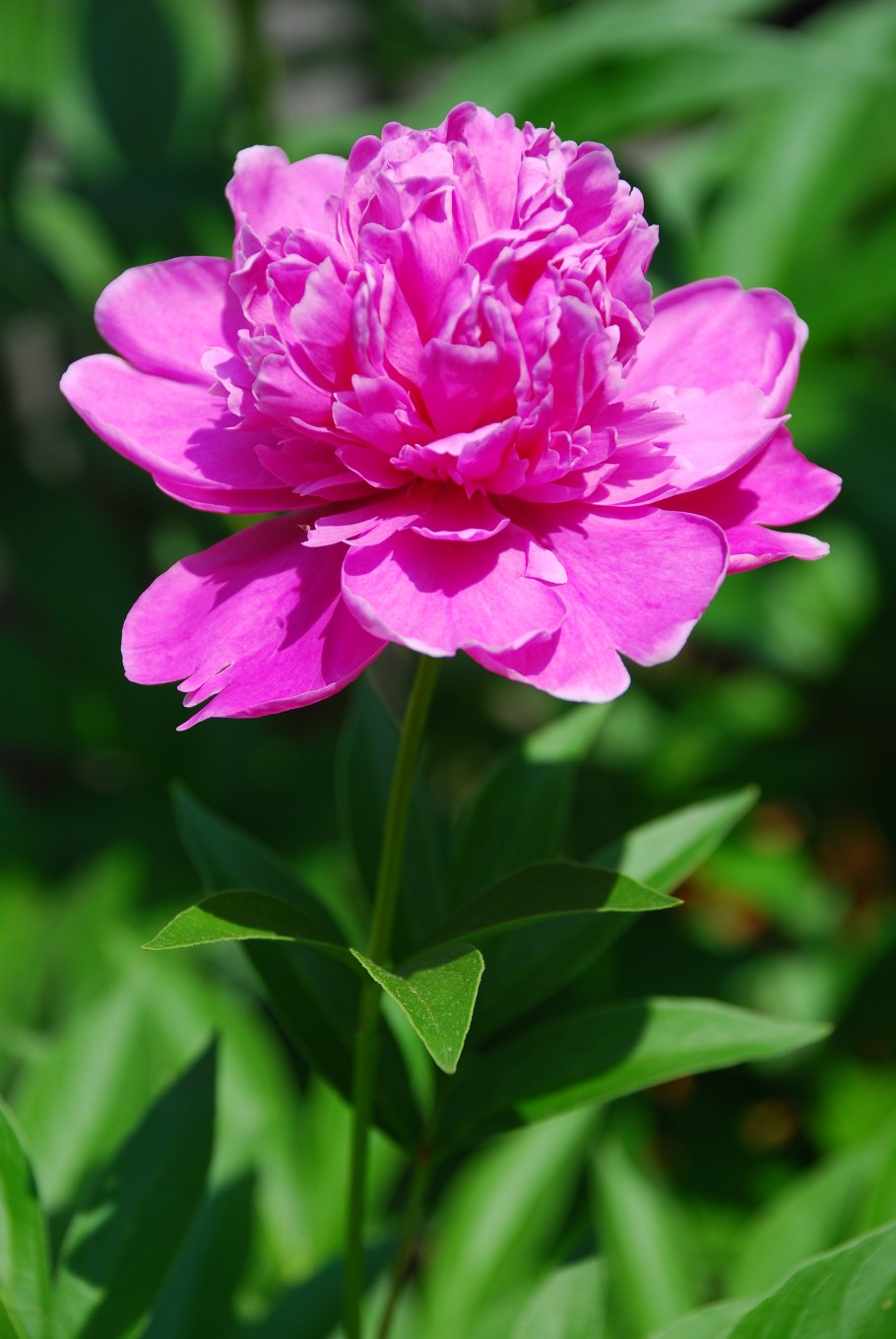 Пион командо