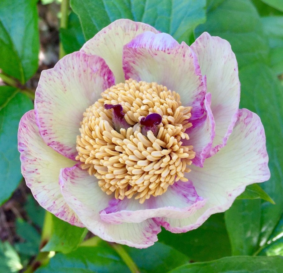 Пион Магнолия Флауэр