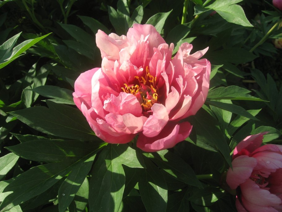 Пион Офишиналис Рубра плена