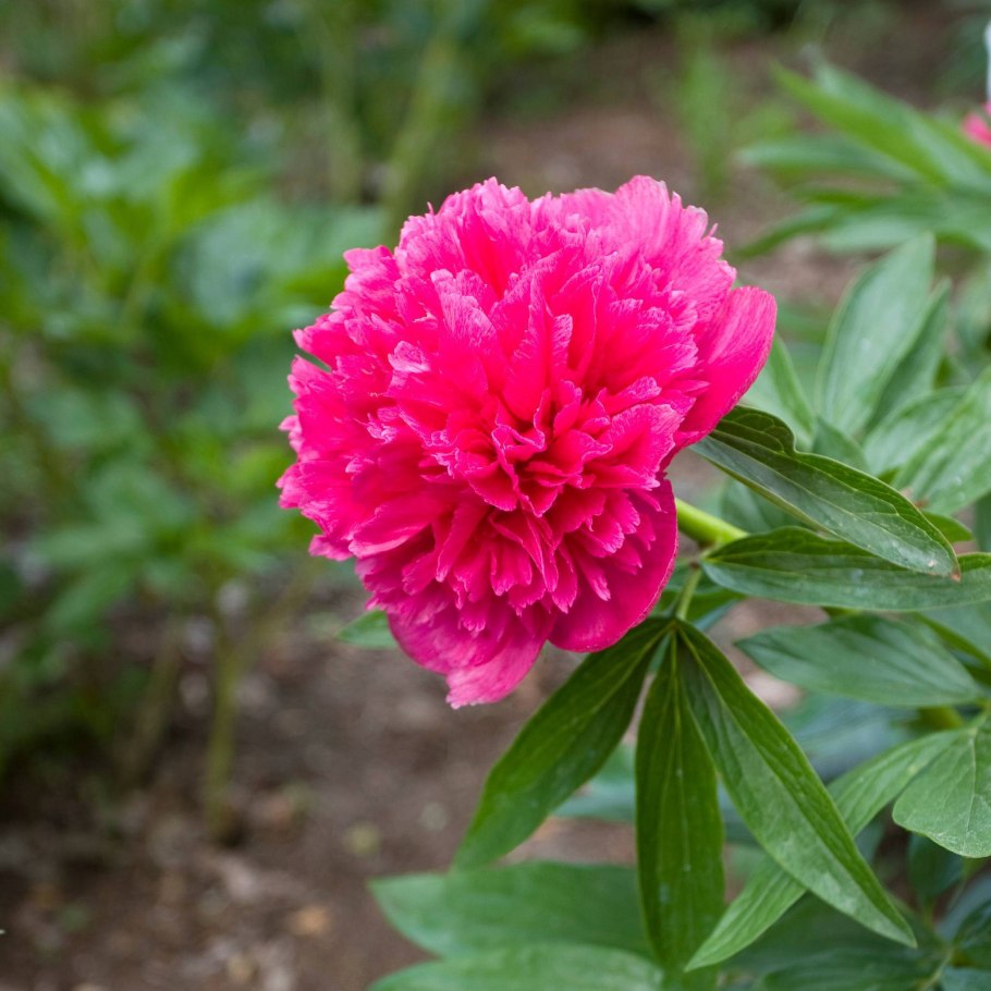 Пион инсайд Мориарти