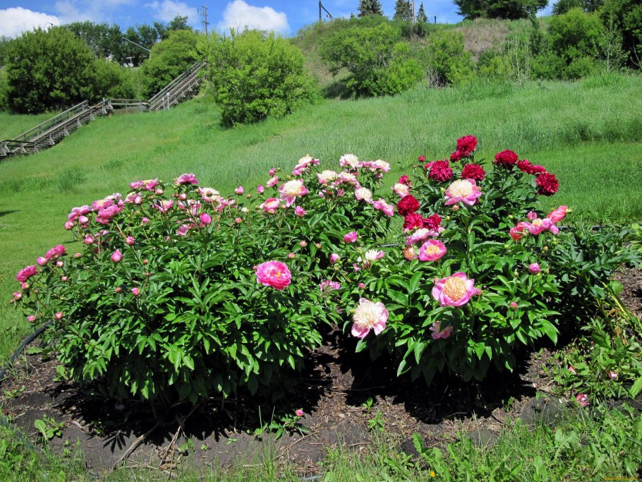 Пион Саторс