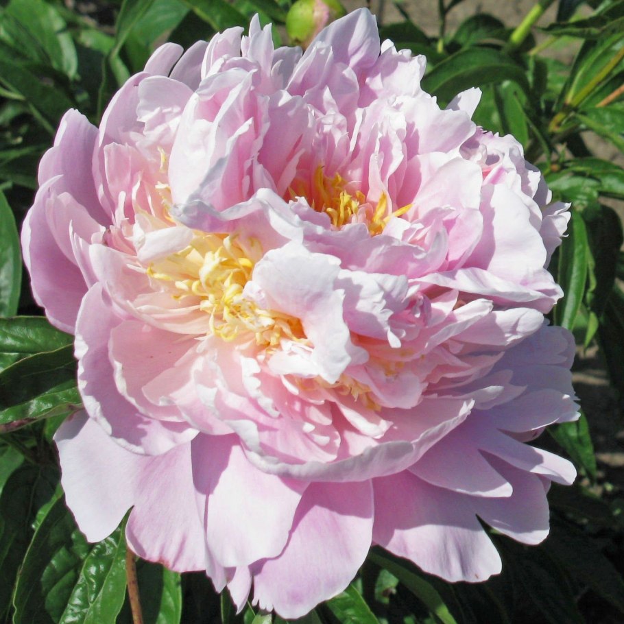 Пион белла донна