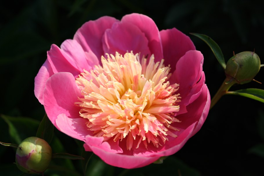 Пион на латыни