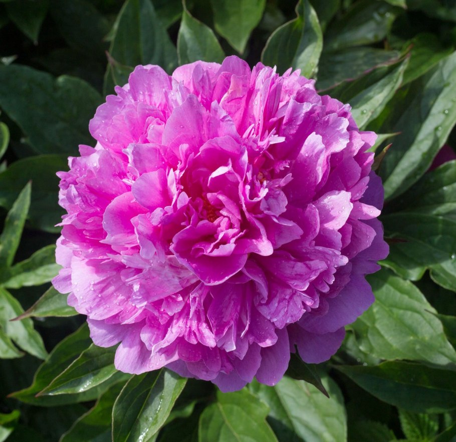 Милана Тарба о пионах