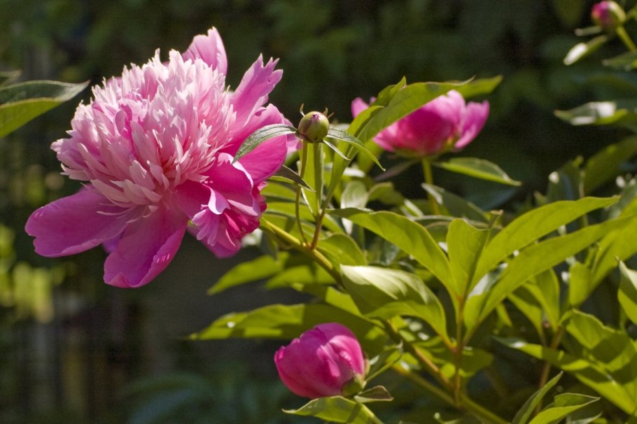 Пион кавахский