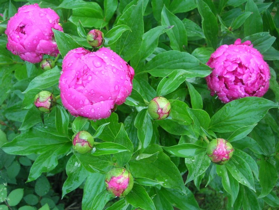 Пион сестры Киао