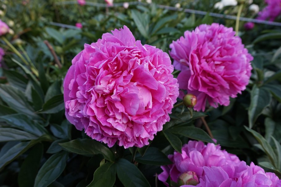 Пион древовидный блоссом баф ин Дэу