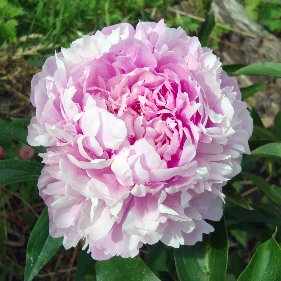 Пион сиинг Блю