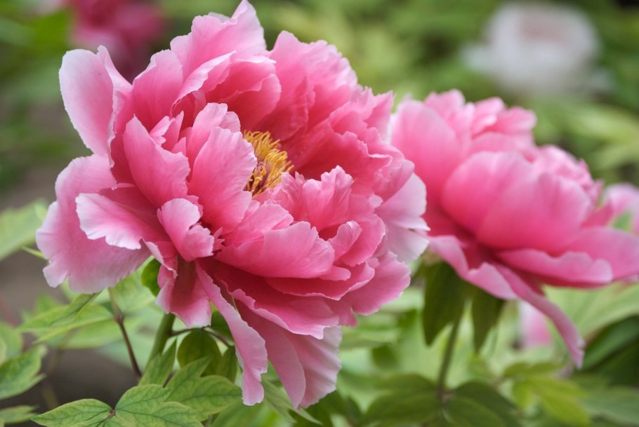 Пион травянистый Петер Бранд