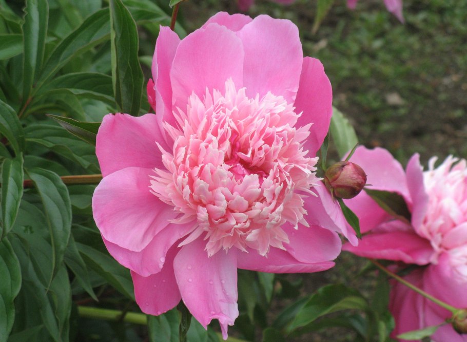 Пион ботан куст