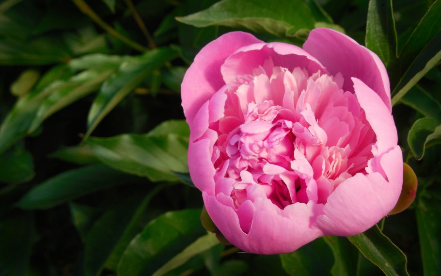 Пион Цветущий дракон