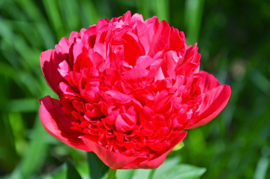 Пион комманд перформанс