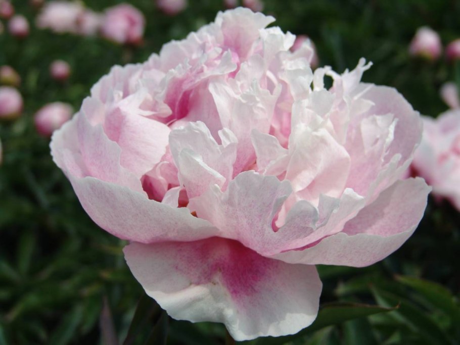 Пион мультяшный