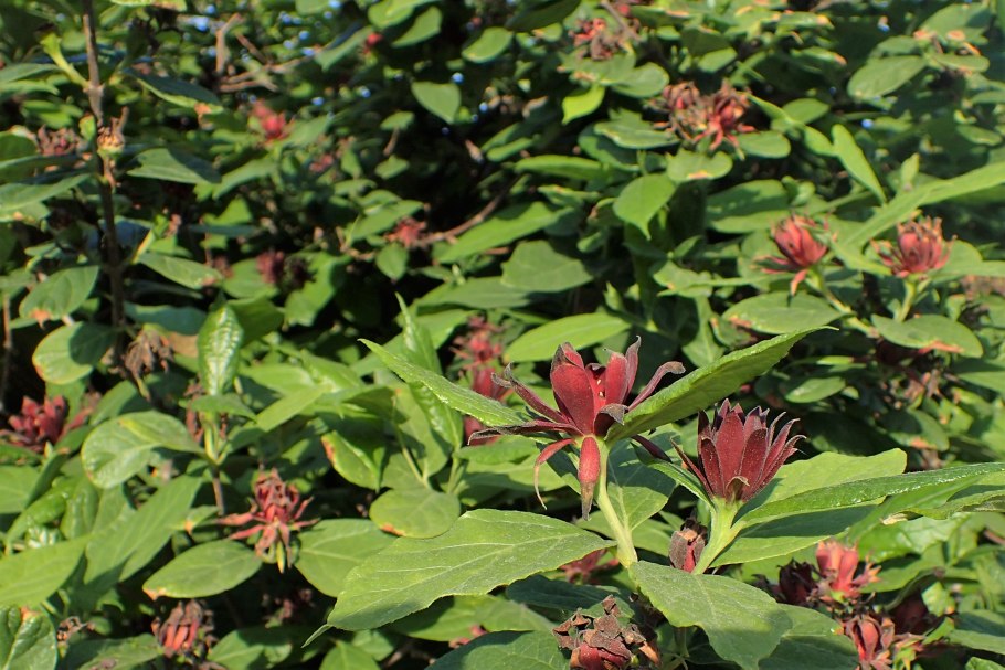 Каликант Западный