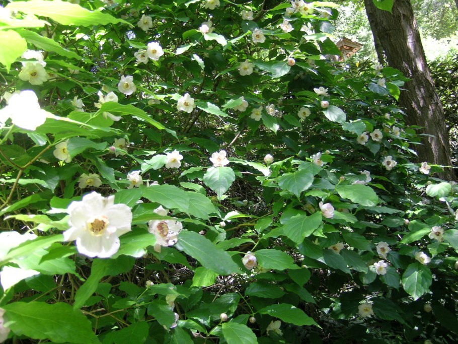 Calycanthus chinensis