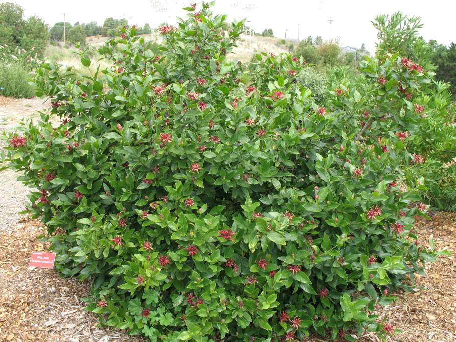 Каликант кустарник