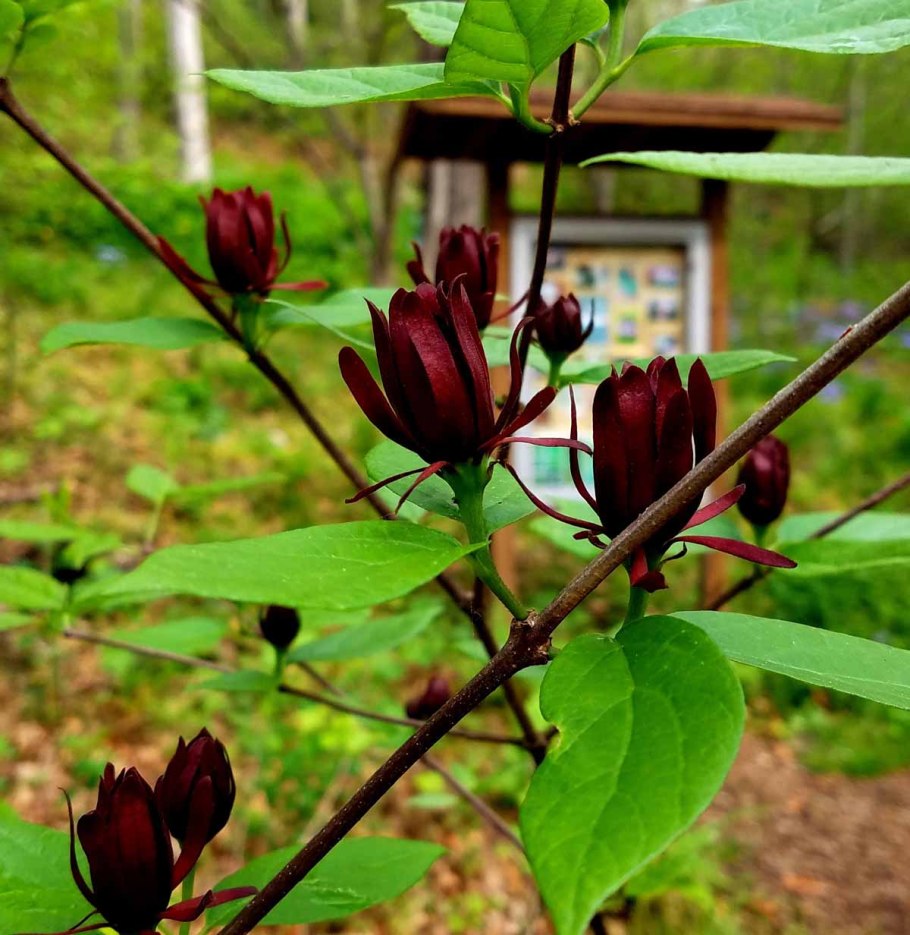 Каликант кустарник