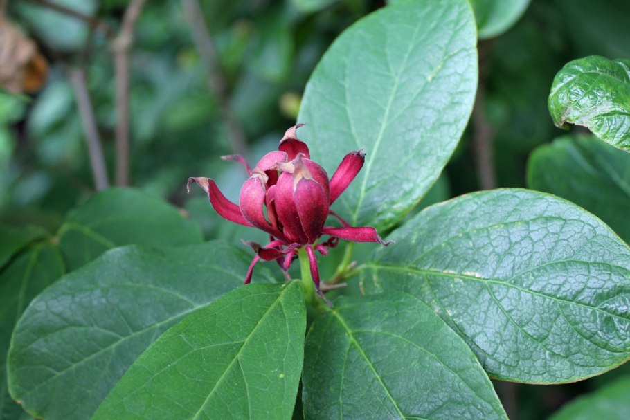 Каликант Чашецветник