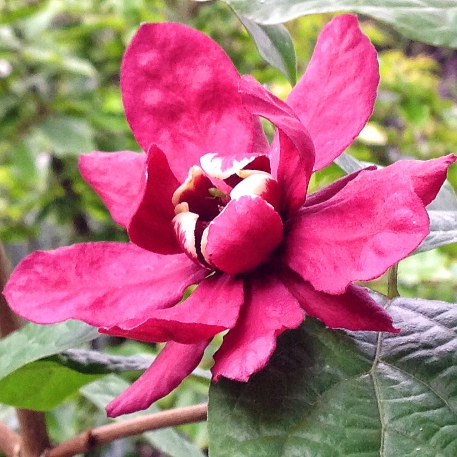 Каликант хертлейдж вайн