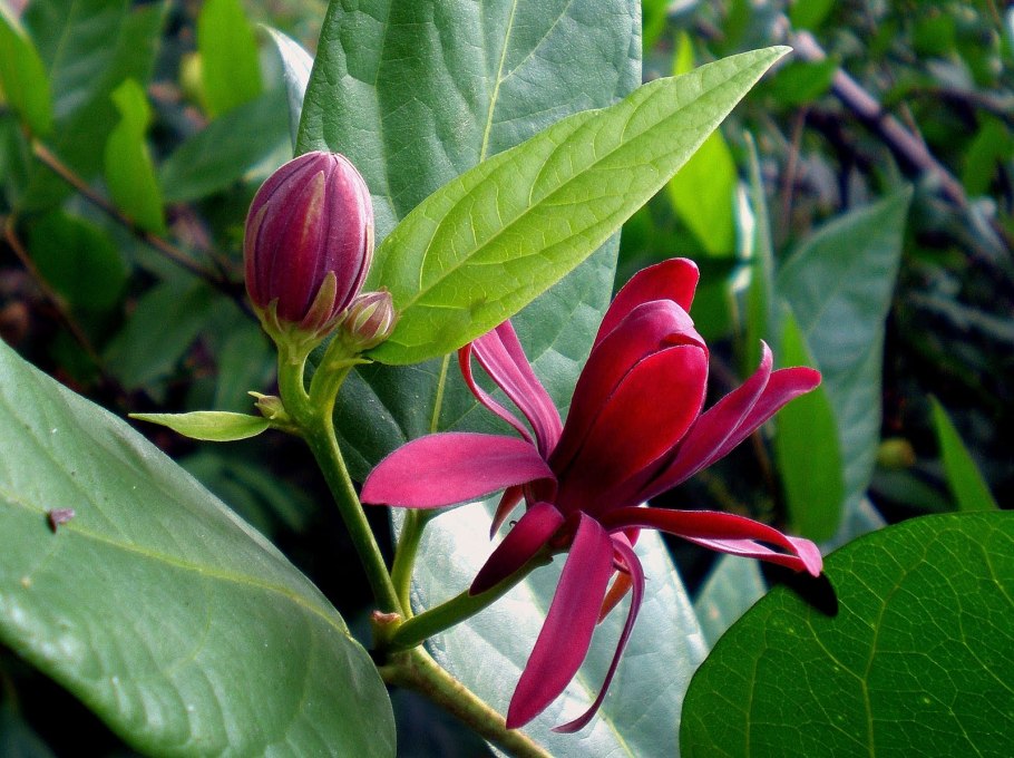 Каликант хертлейдж вайн