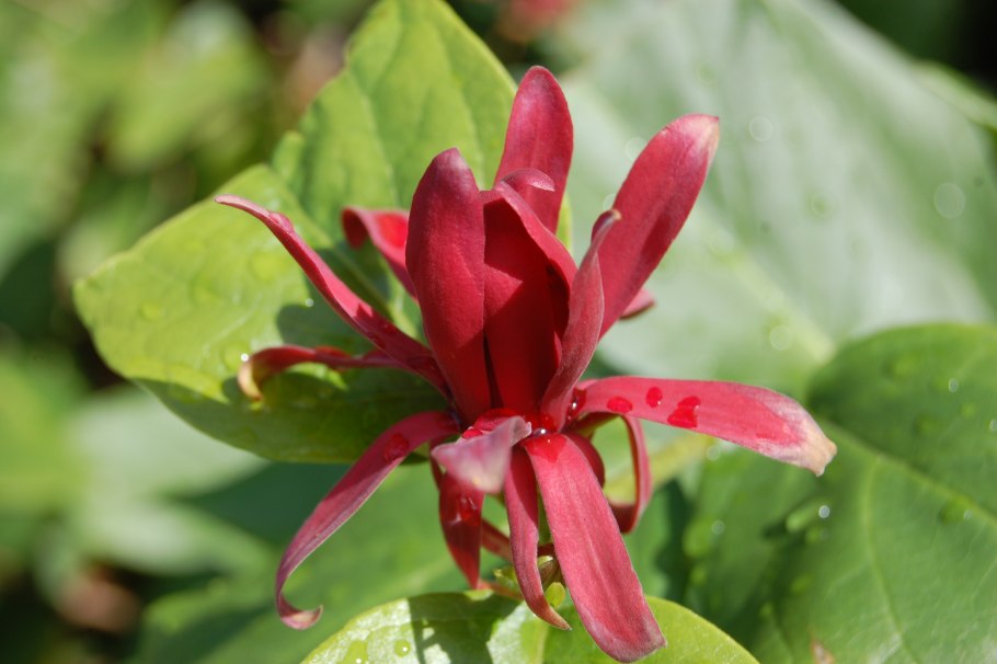 Calycanthus occidentalis