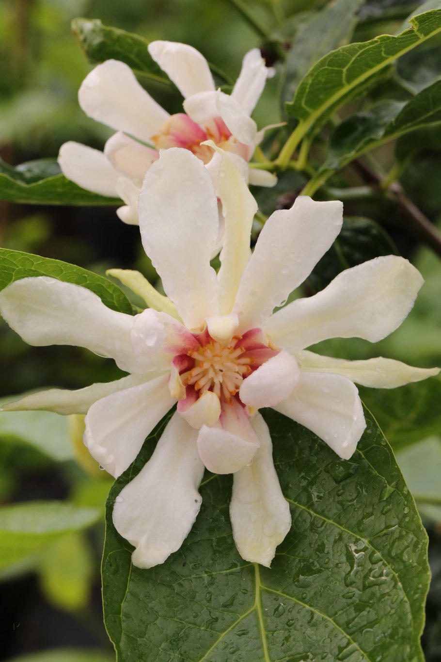 Каликант Цветущий