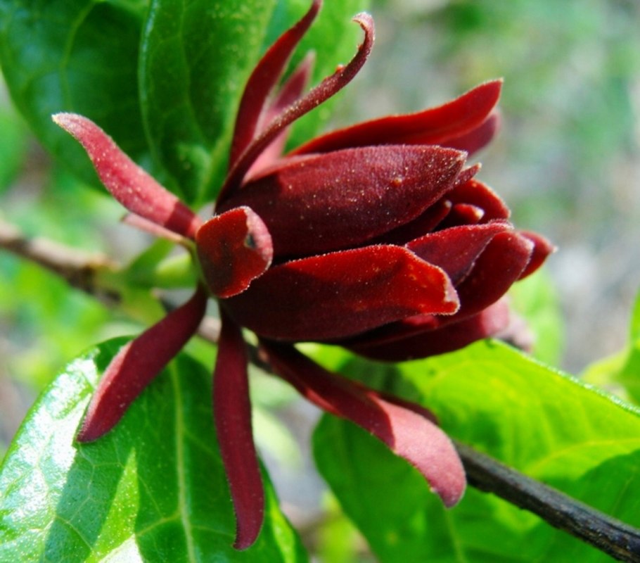 Каликант китайский розовый нефрит