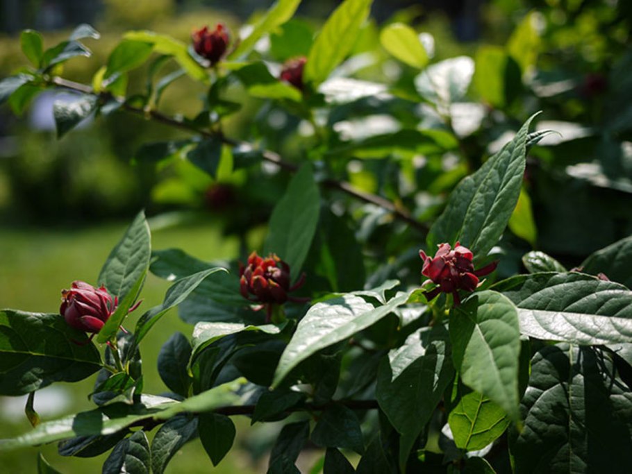 Carolina allspice