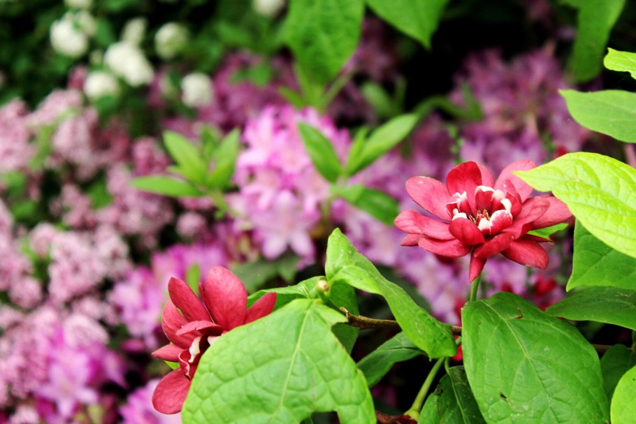 Каликант розовый нефрит