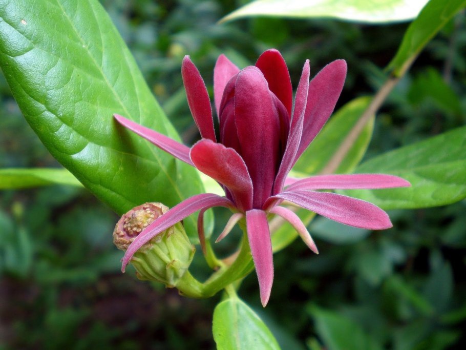 Calycanthus floridus