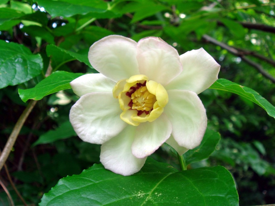 Каликант Цветущий